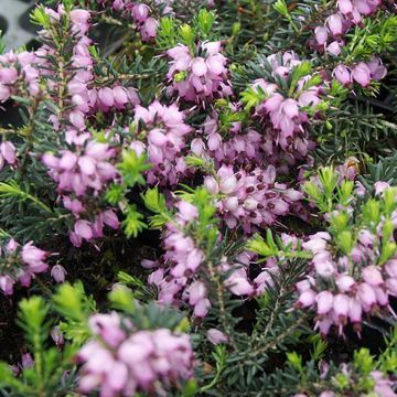 Bruyère d'hiver - Erica x darleyensis Aurélie Bregeon 