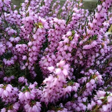 Winterblühende Heide Darley Dale - Erica darleyensis