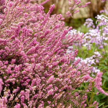 Erica darleyensis Darley Dale - Bruyère d'hiver