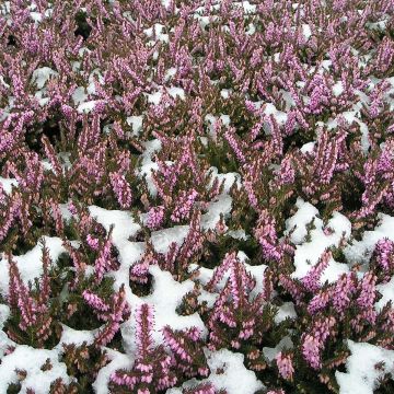 Winterblühende Heide Furzey - Erica darleyensis