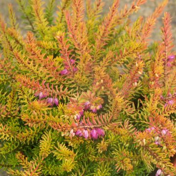 Winterblühende Heide Marie Helen - Erica darleyensis