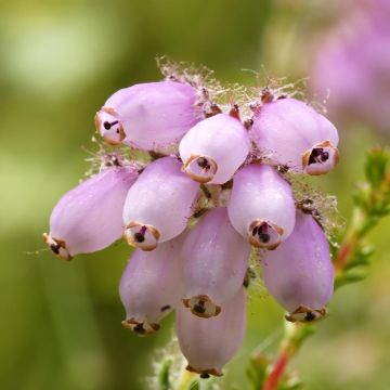 Echte Glocken-Heide - Erica tetralix