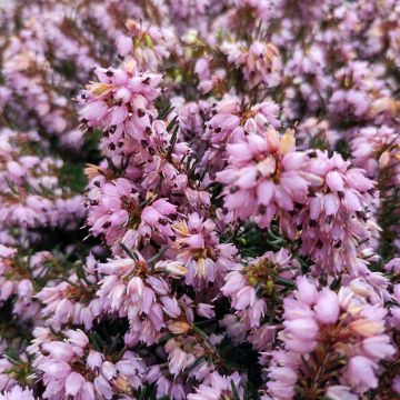 Winterblühende Heide Spring Surprise - Erica darleyensis