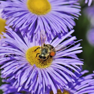 Prächtiges Berufkraut Azure Beauty - Erigeron speciosus