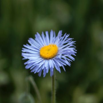 Berufkraut Dunkelste Aller - Erigeron