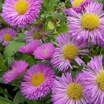 Berufkraut Foersters Liebling - Erigeron