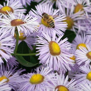 Berufkraut Quakeress - Erigeron