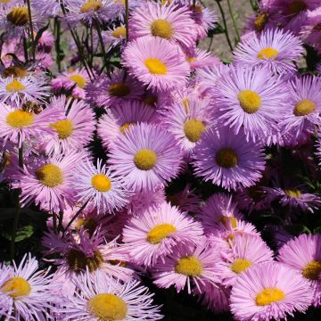 Prächtiges Berufkraut Rosa Jewel - Erigeron speciosus