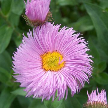 Berufkraut Rosa Triumph - Erigeron