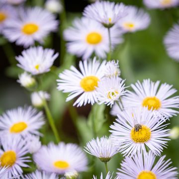 Erigeron Sommerneuschnee - Vergerette de Californie. 