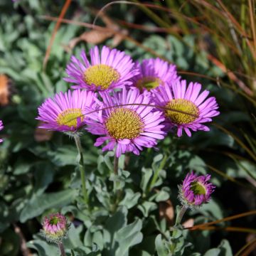 Strand-Berufkraut Sea Breeze - Erigeron glaucus