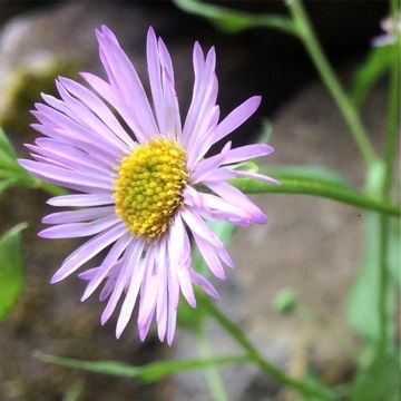 Karwinskis Feinstrahl Lavender Lady - Erigeron karvinskianus