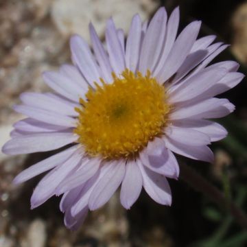 Berufkraut - Erigeron leiomerus