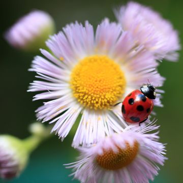 Berufkraut - Erigeron philadelphicus