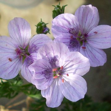 Erodium glandulosum Spanish Eyes - Drüsiger Felsen-Reiherschnabel