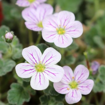 Erodium variabile Album - Reiherschnabel