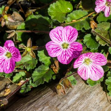 Erodium Bishop's Form - Reiherschnabel