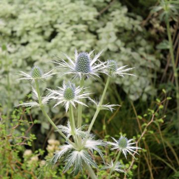 Eryngium zabelii Jos Eijking - Garten-Mannstreu