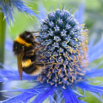 Eryngium maritimum Lapis Blue - Strand-Mannstreu