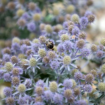 Eryngium Tiny Jackpot - Panicaut