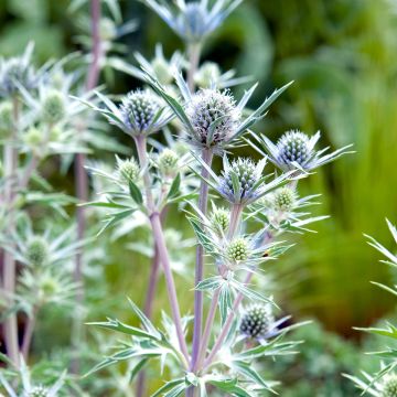 Eryngium bourgatii - Pyrenäen-Mannstreu