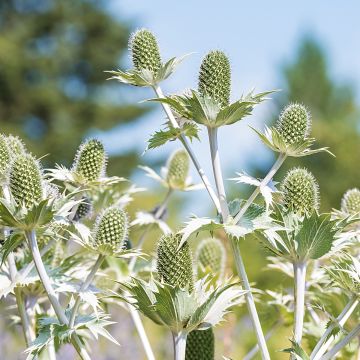 Eryngium giganteum - Elfenbeindistel