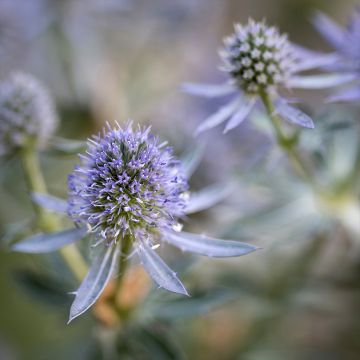 Eryngium planum Blauer Zwerg - Panicaut à feuilles planes