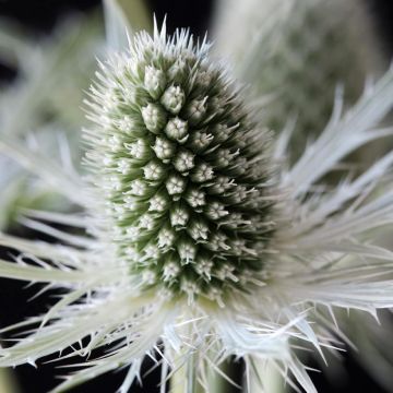 Eryngium planum Magical White Lagoon - Flachblättrige Mannstreu