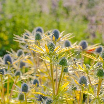 Eryngium planum Neptune's Gold - Flachblättrige Mannstreu