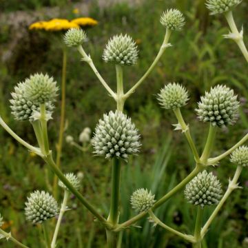 Eryngium serra, Panicaut