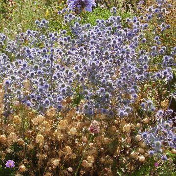 Eryngium tripartitum