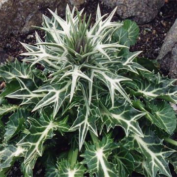 Eryngium variifolium - Panicaut panaché