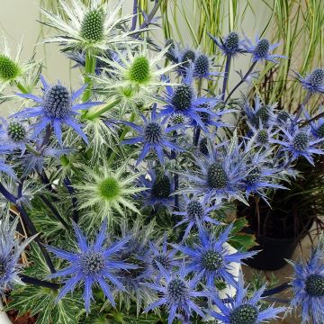 Eryngium zabelii Big Blue - Panicaut