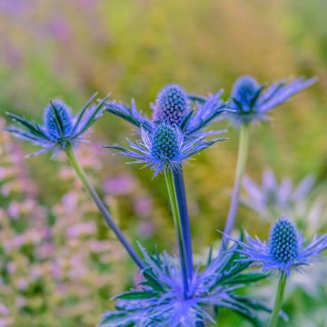 Eryngium zabelii Big Blue - Garten-Mannstreu