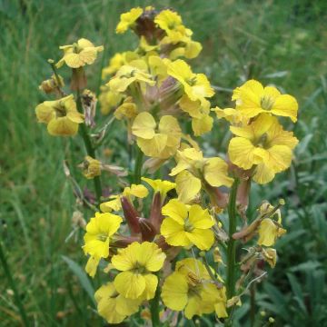 Garten-Goldlack Jubilee Gold - Erysimum