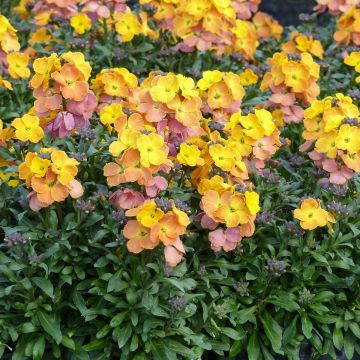 Giroflée vivace - Erysimum Poem Mandarine Mini-motte