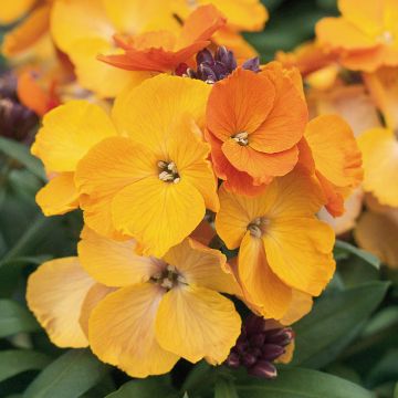 Garten-Goldlack RYSI Copper - Erysimum