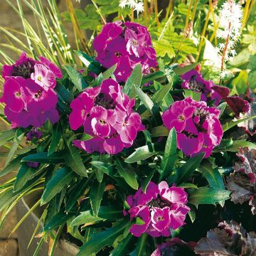 Garten-Goldlack Winter Joy improved - Erysimum