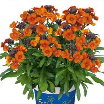 Erysimum x linifolium Winter Touch - Garten-Goldlack