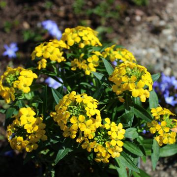 Erysimum alpinum - Garten-Goldlack