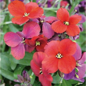 Garten-Goldlack Spice Island - Erysimum