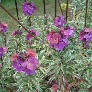 Garten-Goldlack Variegatum - Erysimum linifolium