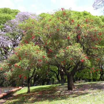 Erythrina crista-galli - Korallenstrauch