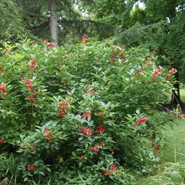 Erythrina crista-galli Compacta - Korallenstrauch