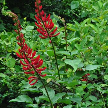 Erythrina bidwillii - Korallenstrauch