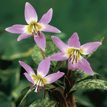 Erythronium dens canis Lilac Wonder - Hunds-Zahnlilie