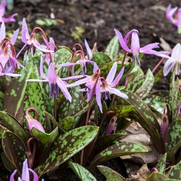 Erythronium dens-canis Rose Queen