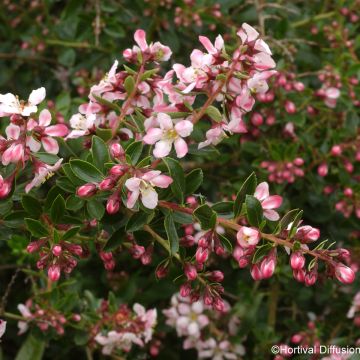 Escallonia Apple Blossom