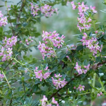 Escallonia Apple Blossom - Andenstrauch