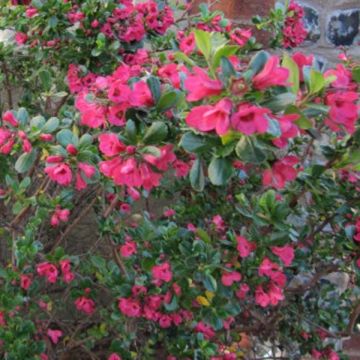 Escallonia Dart's Rosy Red - Andenstrauch